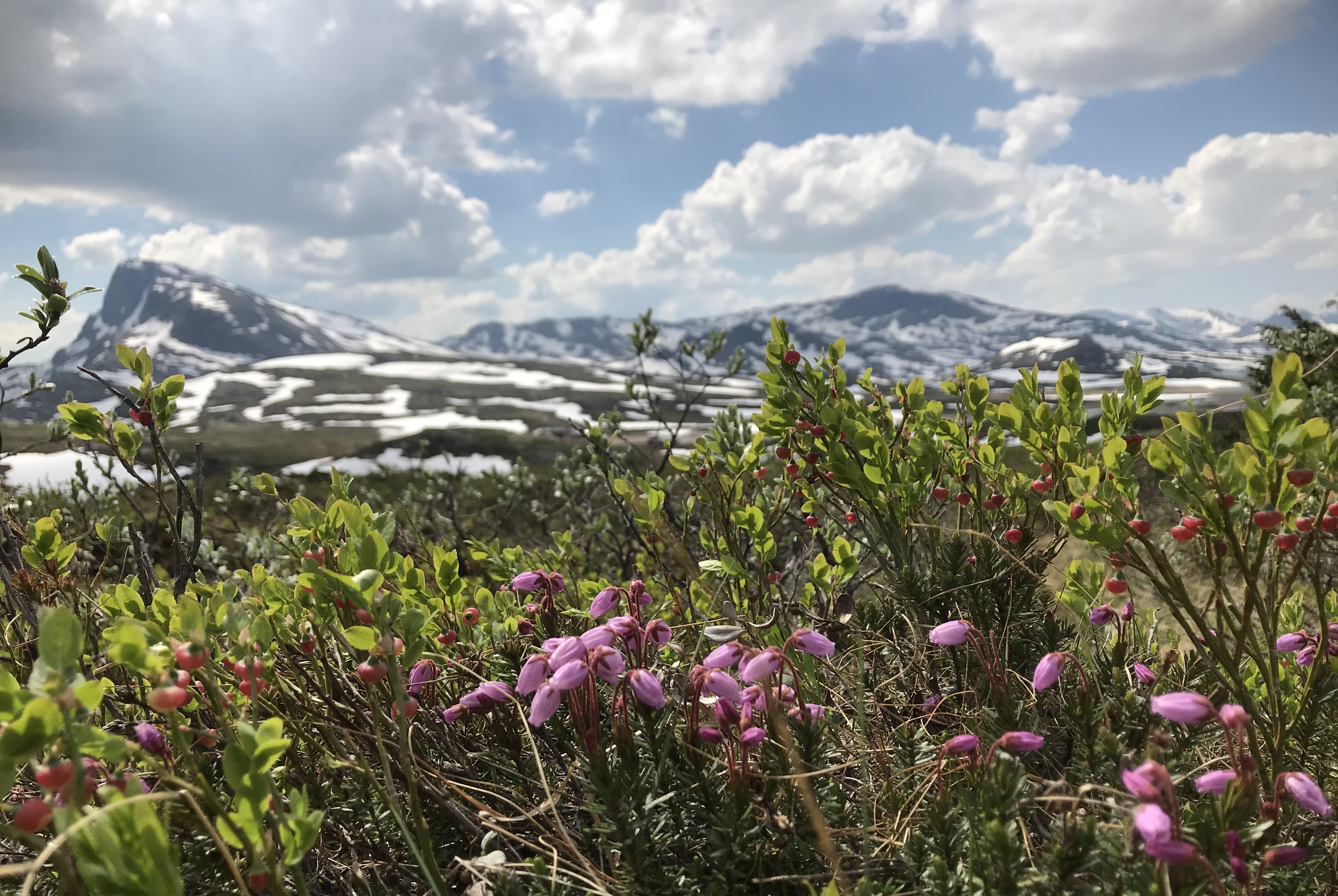 Forsidebilde web juni 2018.jpg